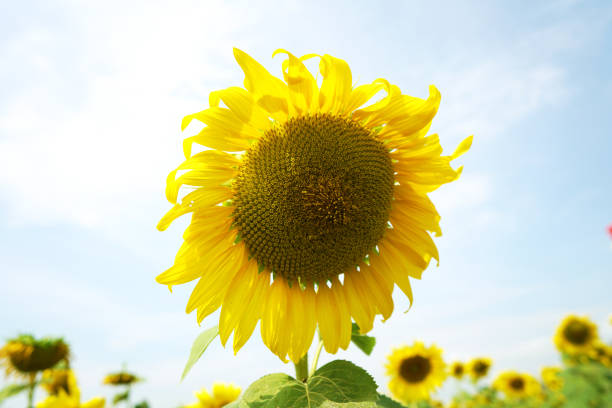 sunflower and meadow in nature background