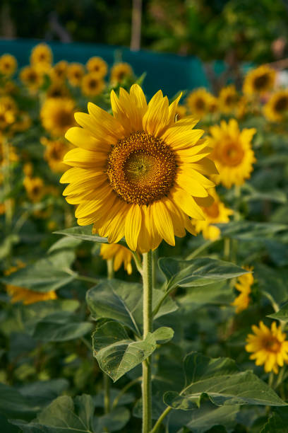 istock Close Up Of Sun Flower. 1091167510