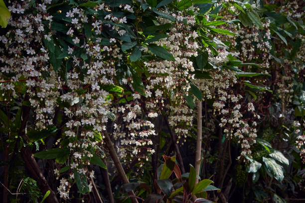 istock Close Up Of white Flowers Bunches 1091168112