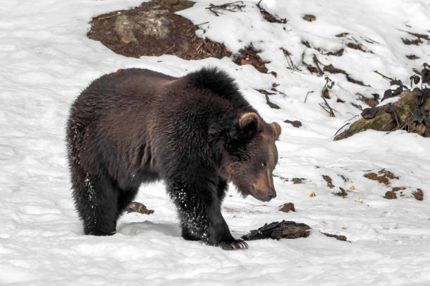 istock A big bear is running through the snow 1091179536