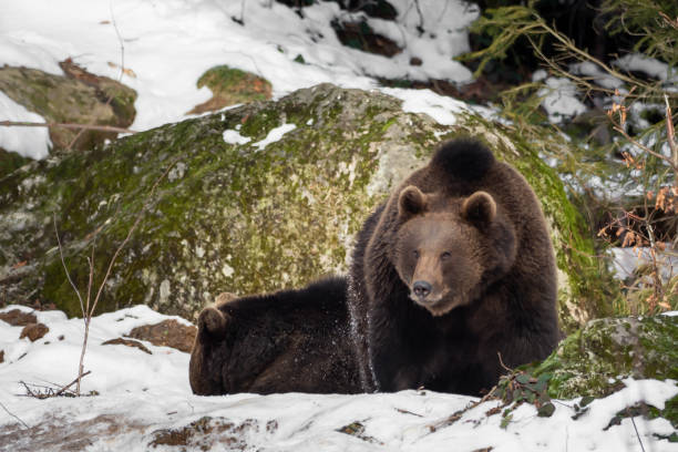 istock Two bears in the snow, one looks into the camera 1091179550