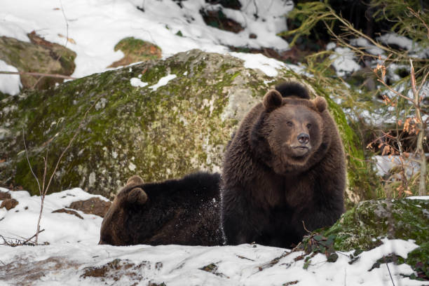 istock Two bears in the snow, one looks into the camera 1091179556