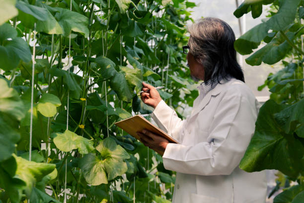 south east asian senior agriculture researcher in scientist lab coat examining and working on vegetable and plant data technology inside farm lab. - plant food research biotechnology imagens e fotografias de stock