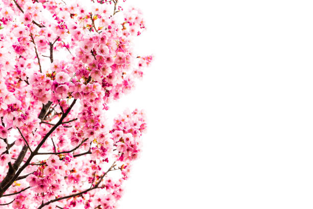 istock Pink Cherry Blossom On White 1091180004