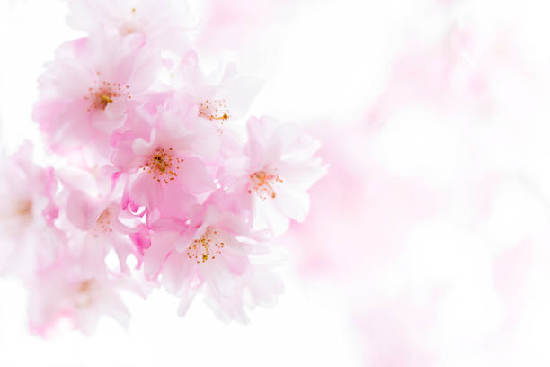 istock Pink Cherry Blossom Close Up 1091180068