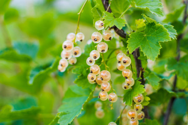 istock white currant on a Bush in a natural background 1091187434