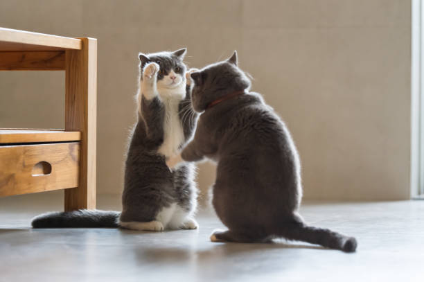 dos gatos británicos de pelo corto jugando - cat fight fotografías e imágenes de stock