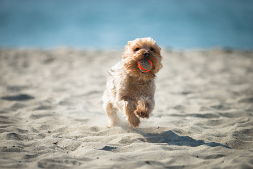 Fetch at the Beach