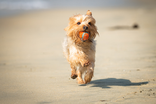 Fetch at the Beach