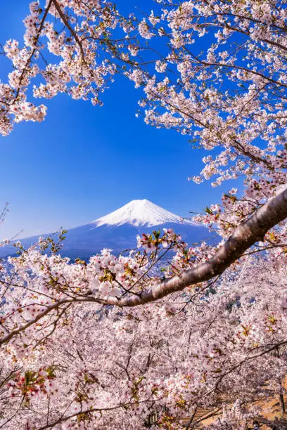Scenery of Mt. Fuji seen from "Arakurayama sengen park" where cherry blossoms are in full bloom. Fujiyoshida City, Yamanashi, Japan.