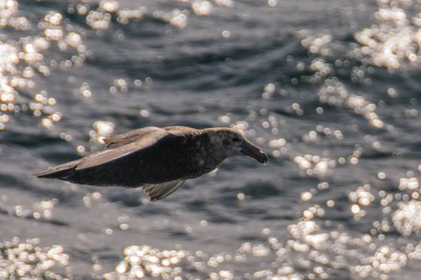 istock A Southern Giant Petrel in Flight 1091189000