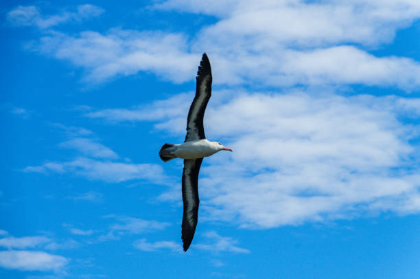 Black-Browed Albatross in Flight Close-up of a Black-Browed Albatross in Flight. West-Point Island, the Falklands. mollymawk photos stock pictures, royalty-free photos & images