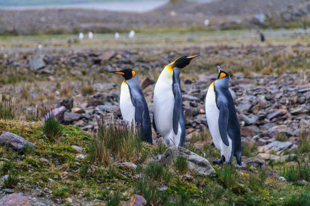 istock Three King Penguins at Fortuna Bay 1091189156