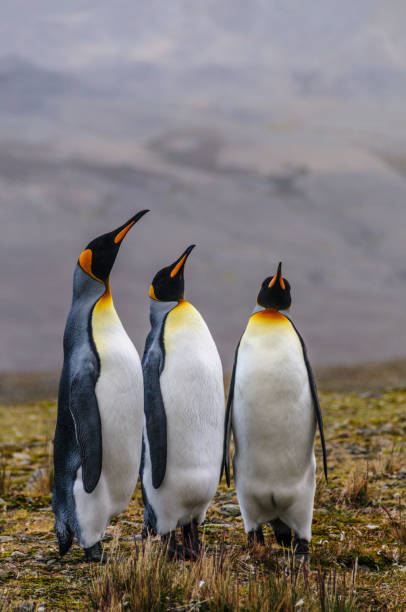 istock Three King Penguins at Fortuna Bay 1091189170