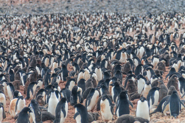istock Adelie Penguins on Paulet Island 1091189174