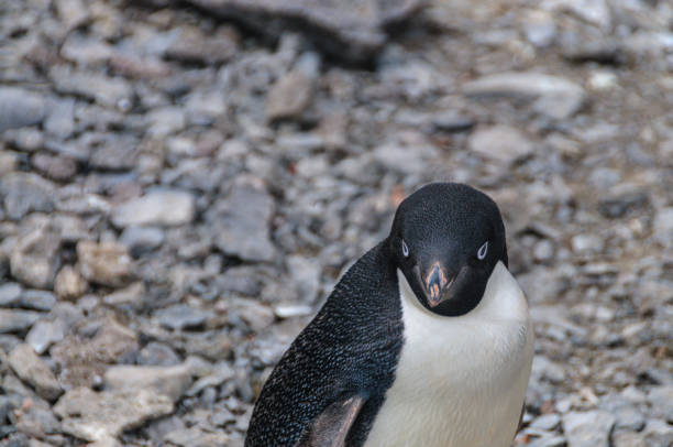 istock Adelie Penguins on Paulet Island 1091189196
