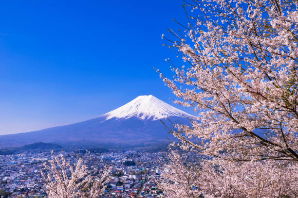 istock Mt.Fuji and cherry blossoms scenery. 1091189758