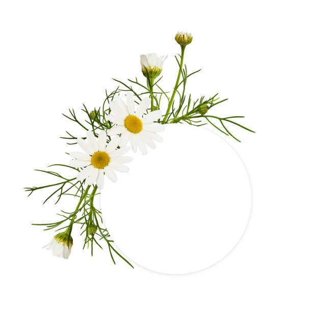 Round empty card with daisy flowers arrangements isolated on white background