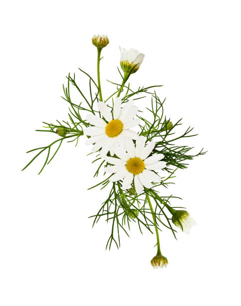 arreglo de flores margarita - herb chamomile flower arrangement flower fotografías e imágenes de stock
