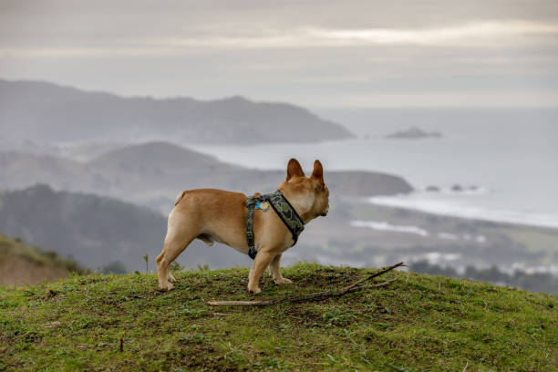 French Bulldog looking at coastal views