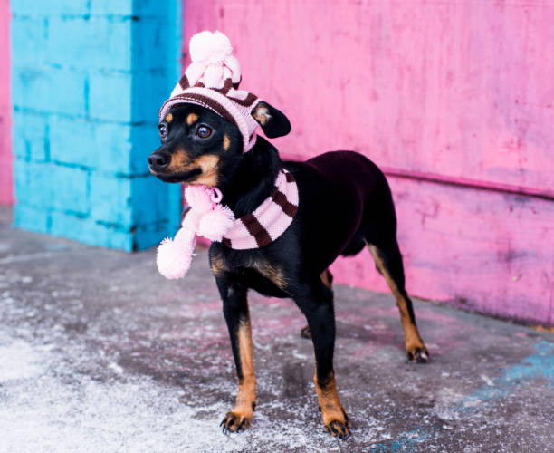 istock Small doggie in a cap on winter walk 1091195400