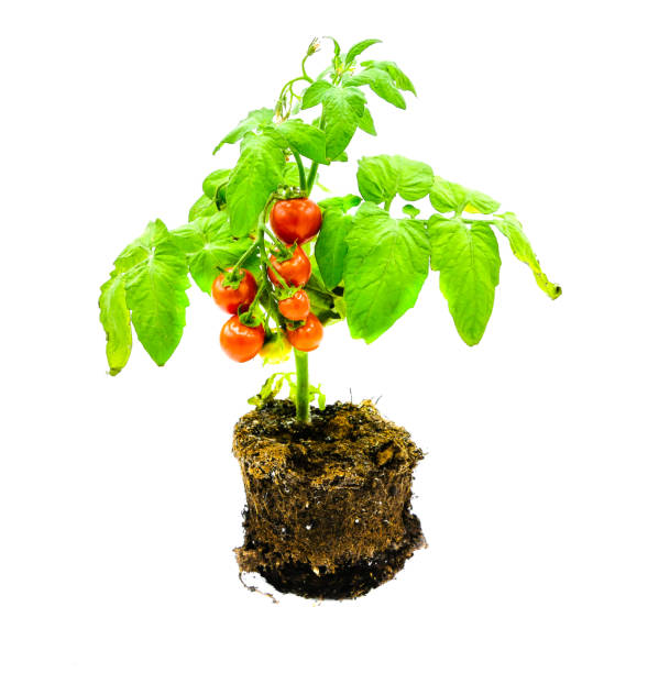 Tomato Plant isolated Food Plants on white tomato plant stock pictures, royalty-free photos & images
