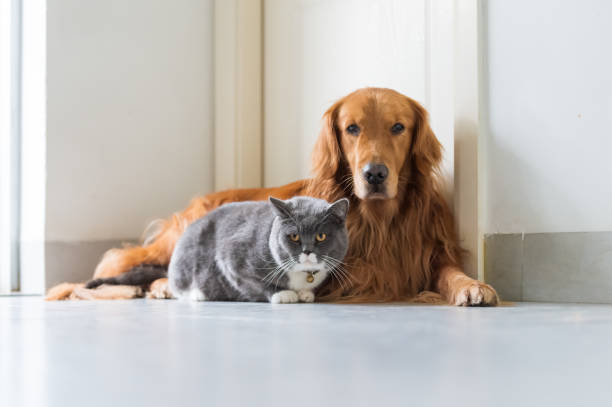istock Golden Retriever dogs and British short-haired cats 1091198210