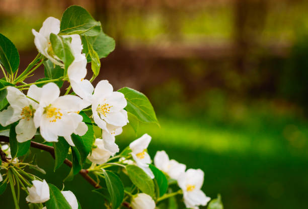 istock Apple tree blossom close up. Blurred background. Toned. 1091199594