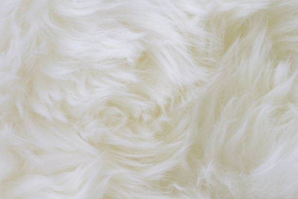 istock White sheep fur wool texture background close up 1091200990