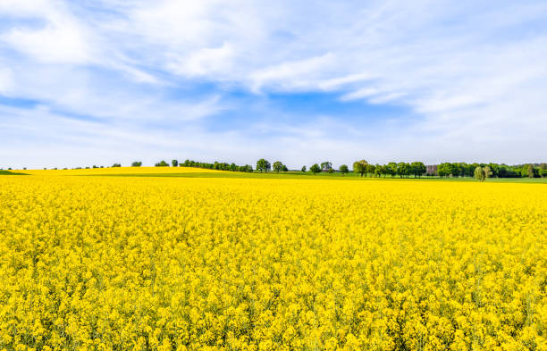 istock Rapeseed fields with yellow flowers, field of rape, landscape 1091201350