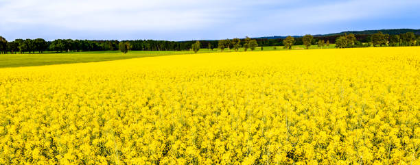 istock Rapeseed fields, panorama with flowers on field of rape, landscape 1091201398