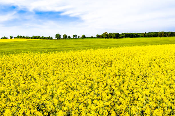 istock Rapeseed fields with flowers, yellow field of rape, landscape 1091201954