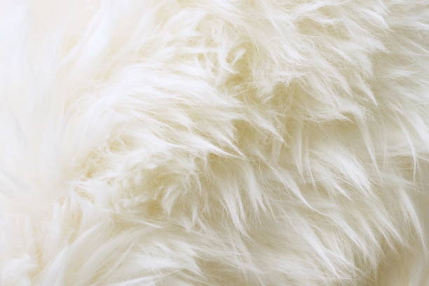 istock White sheep fur wool texture background close up 1091201966