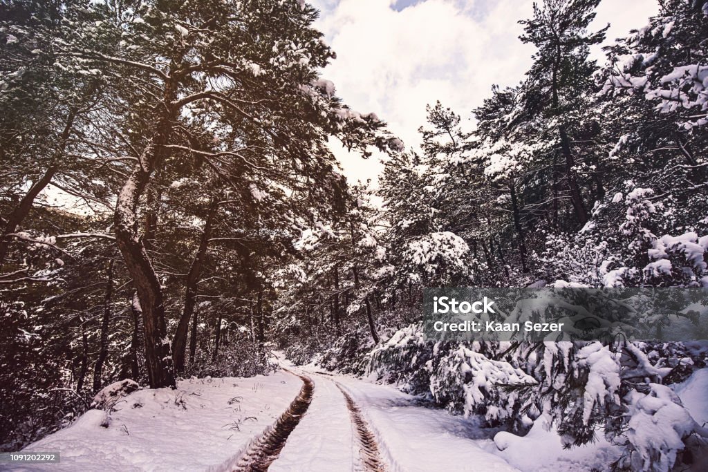 Hintergrund-Wald sonnigen Wintertag - Lizenzfrei Abenddämmerung Stock-Foto