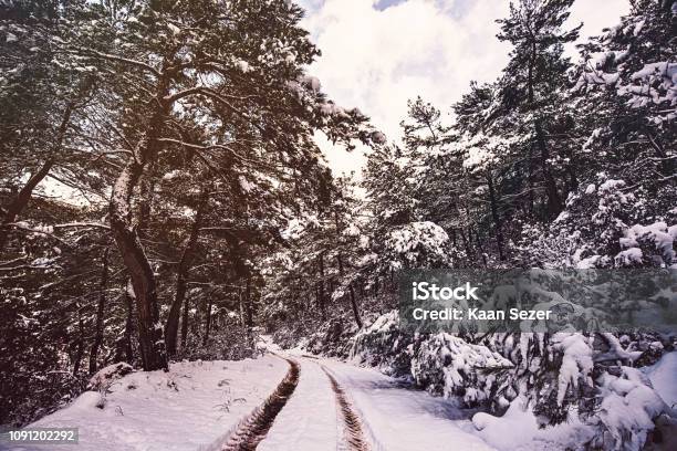 Hintergrundwald Sonnigen Wintertag Stockfoto und mehr Bilder von Abenddämmerung - Abenddämmerung, Bauernhaus, Baum