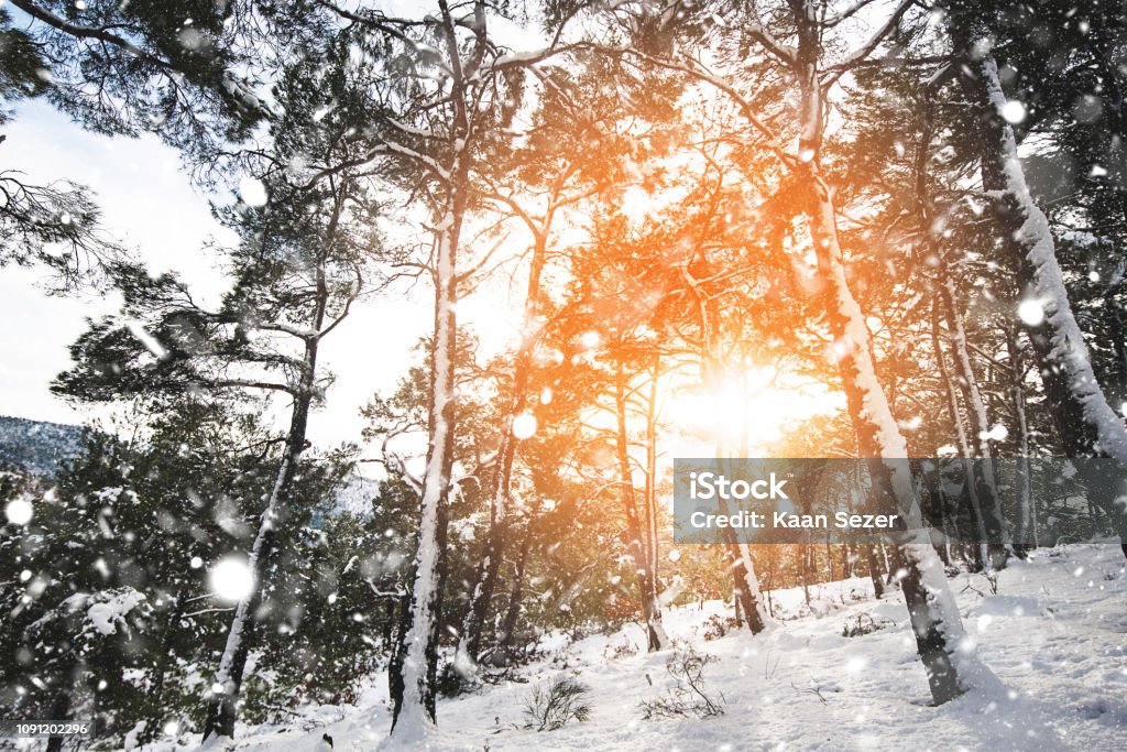 Hintergrund-Wald sonnigen Wintertag - Lizenzfrei Abenddämmerung Stock-Foto