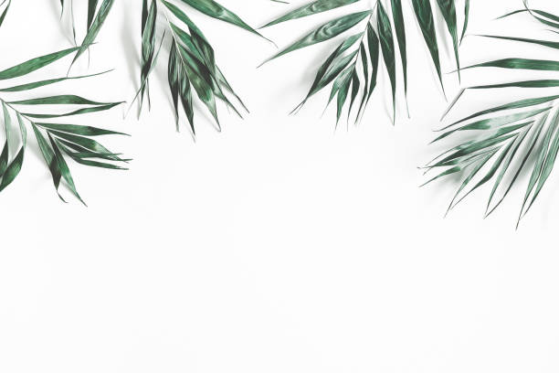 istock Green palm leaves on white background. Flat lay, top view, copy space 1091205612