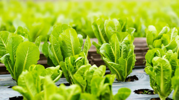 Cos lettuce plant Cos lettuce plant growing in organic vegetable garden Romaine stock pictures, royalty-free photos & images
