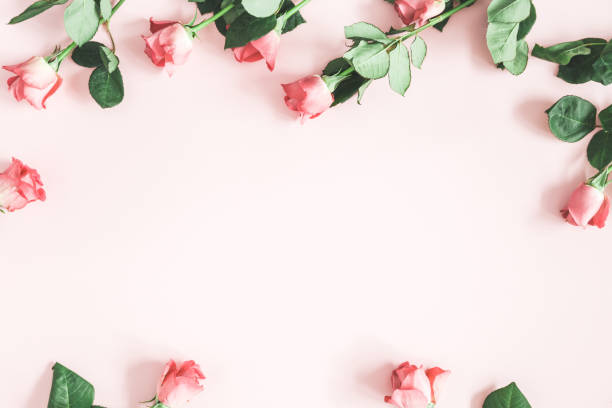 istock Flowers composition. Pink rose flowers on pastel pink background. Flat lay, top view, copy space 1091206832