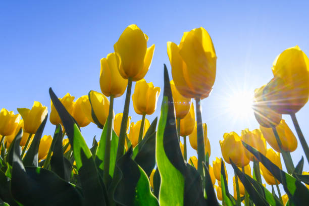 istock Yellow tulips in a field with during a beautiful spring day 1091209174