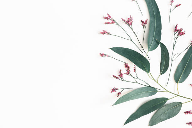 istock Flowers composition. Eucalyptus leaves and pink flowers on white background. Flat lay, top view, copy space 1091209634