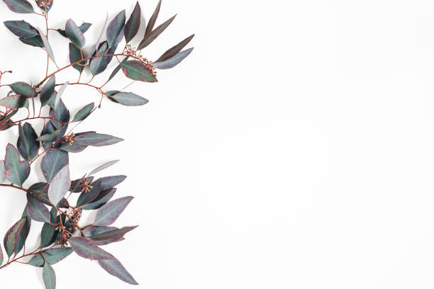 istock Eucalyptus leaves on white background. Flat lay, top view, copy space 1091209718