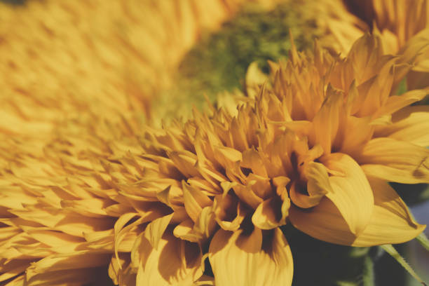 Cloudy sky and sunflower.