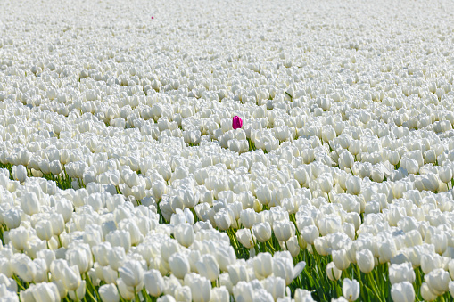 One colored tulip standing out from the crowd of white tulips. Conceptual image representing individuality.