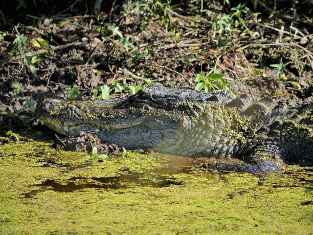 istock Alligator National Wildlife Refuge 1091211680