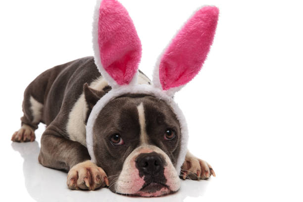 istock adorable american bully wearing rabbit ears headband lying 1091211786
