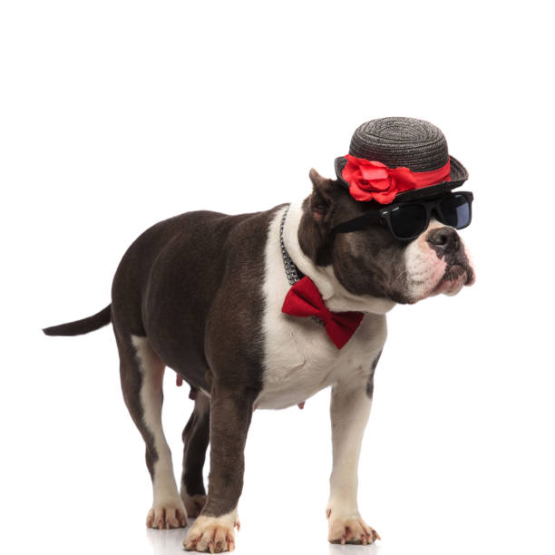 istock curious and stylish american bully wearing black hat and bowtie 1091212024