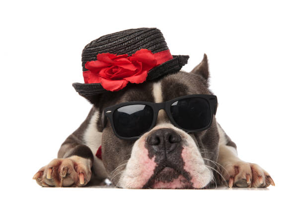 istock adorable american bully wearing black hat and sunglasses rests 1091212026