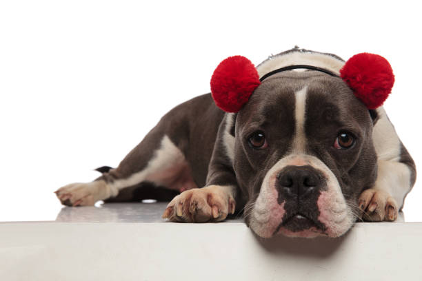 istock cute american bully with red earmuffs lying near edge 1091212286