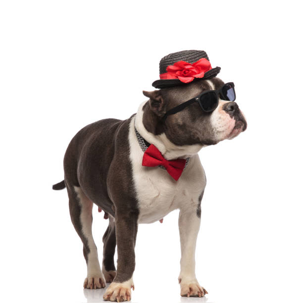 istock elegant american bully wearing hat and bowtie looks to side 1091213052
